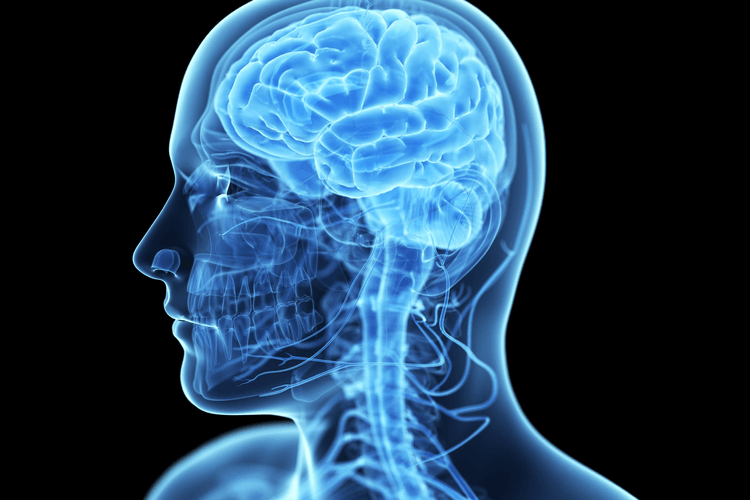 le-cerveau-humain-et-ses-fonctions comment-fonctionne-le-cerveau-humain