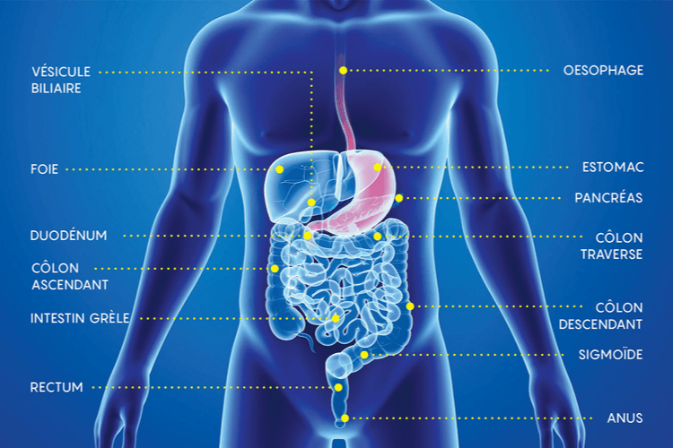 tube-digestif-anatomie